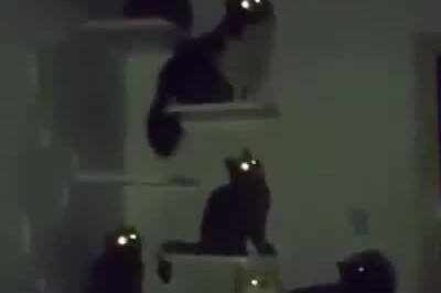 GLOWING CAT