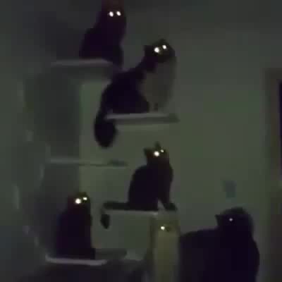 GLOWING CAT